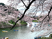 東京独特の桜風景 - 千鳥ヶ淵
